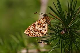Attēlu rezultāti vaicājumam “Melitaea diamina underside”