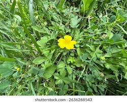 Attēlu rezultāti vaicājumam “Potentilla reptans flower”
