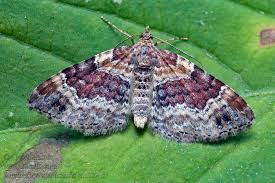 Attēlu rezultāti vaicājumam “Xanthorhoe spadicearia”