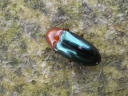 Attēlu rezultāti vaicājumam “Triplax aenea”