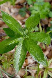 Attēlu rezultāti vaicājumam “Mercurialis perennis bud”
