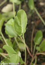 Attēlu rezultāti vaicājumam “Rumex thyrsiflorus”