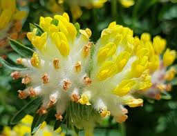 Attēlu rezultāti vaicājumam “xComagaria rosea  flower”