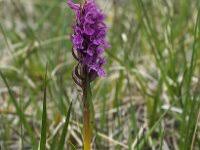 Attēlu rezultāti vaicājumam “Dactylorhiza cruenta”