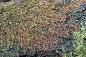 Attēlu rezultāti vaicājumam “Nowellia curvifolia”