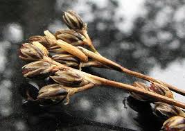 Attēlu rezultāti vaicājumam “Coleophora alticolella”