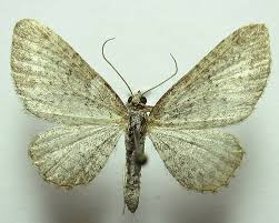 Attēlu rezultāti vaicājumam “Eupithecia satyrata”