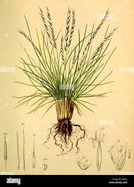 Attēlu rezultāti vaicājumam “Nardus stricta flower”