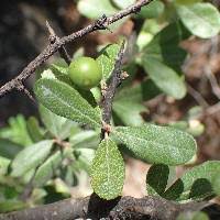Attēlu rezultāti vaicājumam “Lycogala botrydium sessile”