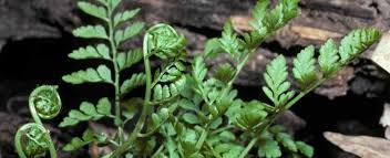 Attēlu rezultāti vaicājumam “Comatricha fragilis”