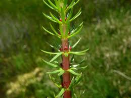 Attēlu rezultāti vaicājumam “Hippuris vulgaris”
