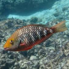 Image result for Sparisoma axillare