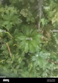 Attēlu rezultāti vaicājumam “Rhodobryum roseum”