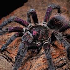 Attēlu rezultāti vaicājumam “Badhamiopsis sp.”