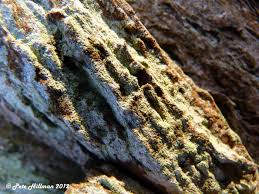 Attēlu rezultāti vaicājumam “Lepraria incana”