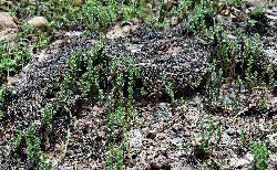 Attēlu rezultāti vaicājumam “Glaux maritima leaf”