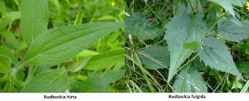 Attēlu rezultāti vaicājumam “Rudbeckia hirta var. hirta leaf”