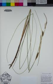 Attēlu rezultāti vaicājumam “Carex lasiocarpa male flower”