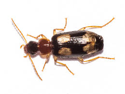 Attēlu rezultāti vaicājumam “Dromius quadrimaculatus”