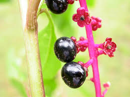 Attēlu rezultāti vaicājumam “Phytolaccaceae”