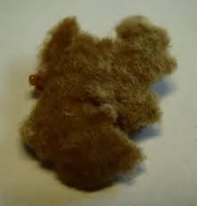 Attēlu rezultāti vaicājumam “Trichoptera egg mass”