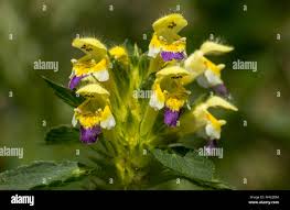 Attēlu rezultāti vaicājumam “Galeopsis speciosa flower”