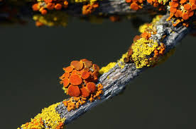 Attēlu rezultāti vaicājumam “Xanthoria polycarpa”