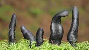 Attēlu rezultāti vaicājumam “Xylaria polymorpha”