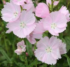 Attēlu rezultāti vaicājumam “Malva moschata flower”