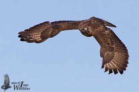 Attēlu rezultāti vaicājumam “Buteo buteo adult”