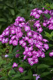 Attēlu rezultāti vaicājumam “Phlox paniculata”