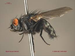 Attēlu rezultāti vaicājumam “Sarcophagidae”