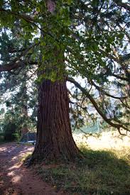 Image result for Mammutbaum