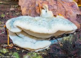 Attēlu rezultāti vaicājumam “Postia”