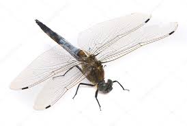 Attēlu rezultāti vaicājumam “Orthetrum cancellatum male”