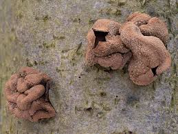 Attēlu rezultāti vaicājumam “Encoelia furfuracea”