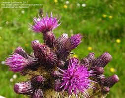 Attēlu rezultāti vaicājumam “Cirsium palustre flower”
