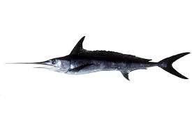 Image result for Xiphias gladius