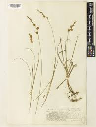 Attēlu rezultāti vaicājumam “Carex arenaria  leaf”