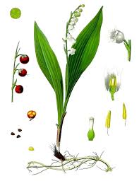 Attēlu rezultāti vaicājumam “Convallaria majalis leaf”