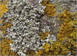 Attēlu rezultāti vaicājumam “Physcia adscendens”