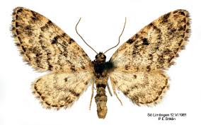 Attēlu rezultāti vaicājumam “Eupithecia tantillaria”