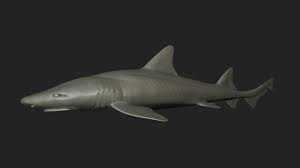 Image result for Triakis megalopterus