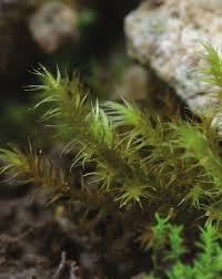 Attēlu rezultāti vaicājumam “Campylium chrysophyllum”