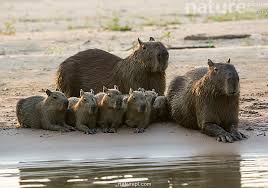 Attēlu rezultāti vaicājumam “Hydrochoerus hydrochaeris”