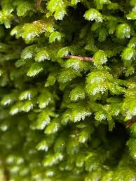 Attēlu rezultāti vaicājumam “Neckera”