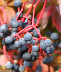 Attēlu rezultāti vaicājumam “Parthenocissus quinquefolia fruit”