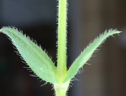 Attēlu rezultāti vaicājumam “Stellaria palustris”