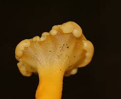 Attēlu rezultāti vaicājumam “Leotia lubrica”