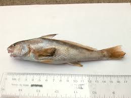 Image result for Menticirrhus americanus